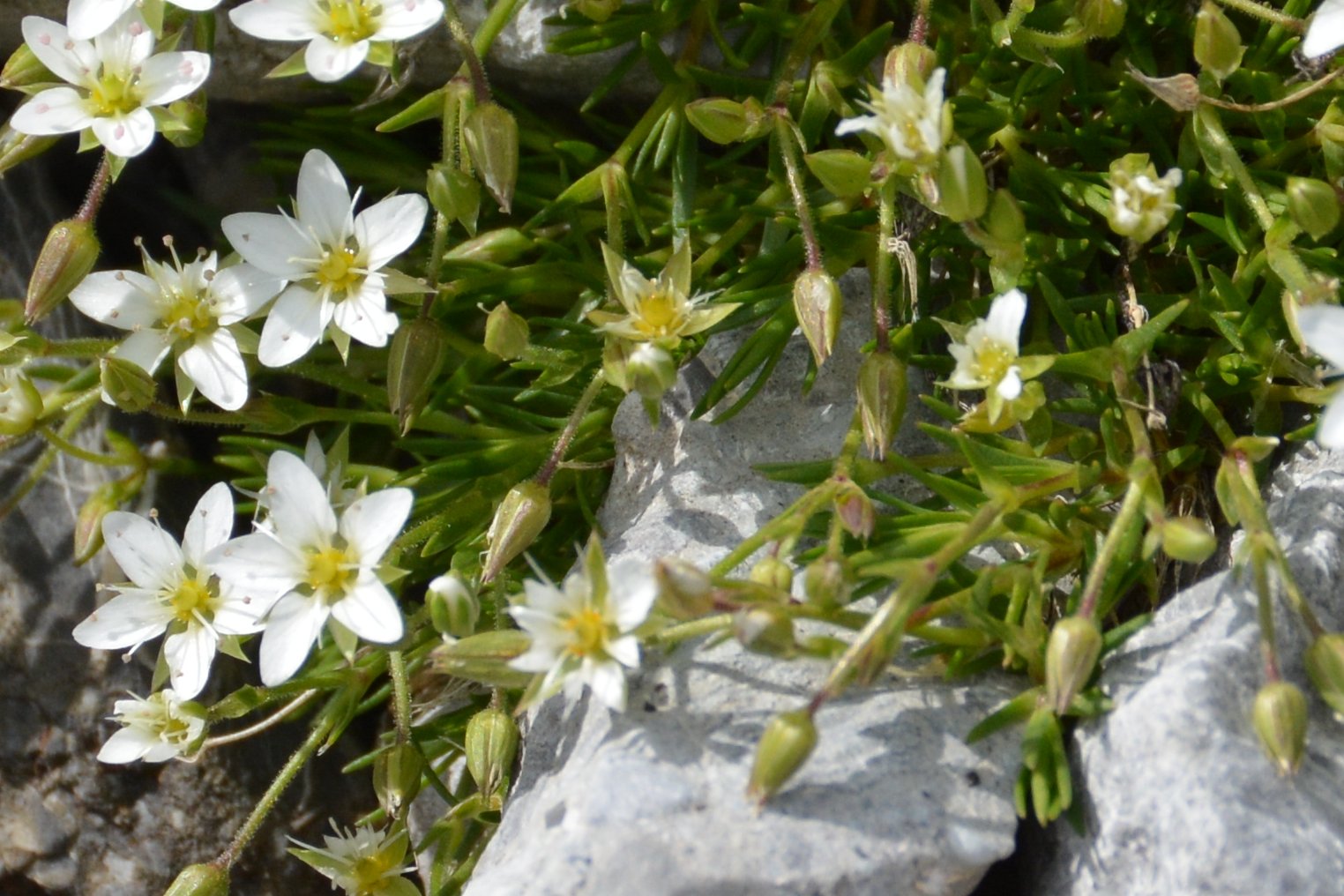 Sabulina verna (ex Minuartia verna) e Minuartia recurva